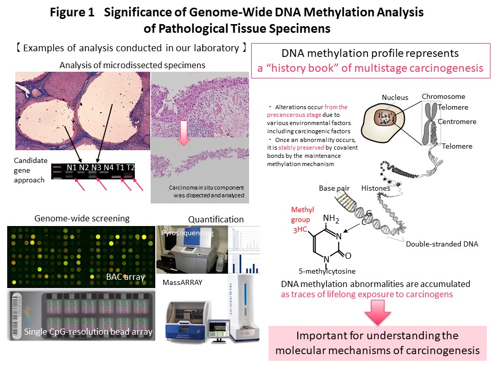 Figure 1 Significance of Genome-Wide DNA Methylation Analysis of Pathological Tissue Specimens