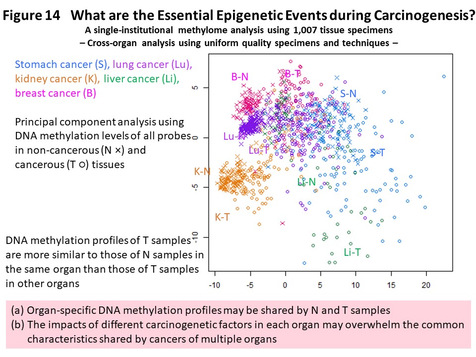 Figure 14 What are the Essential Epigenetic Events during Carcinogenesis?