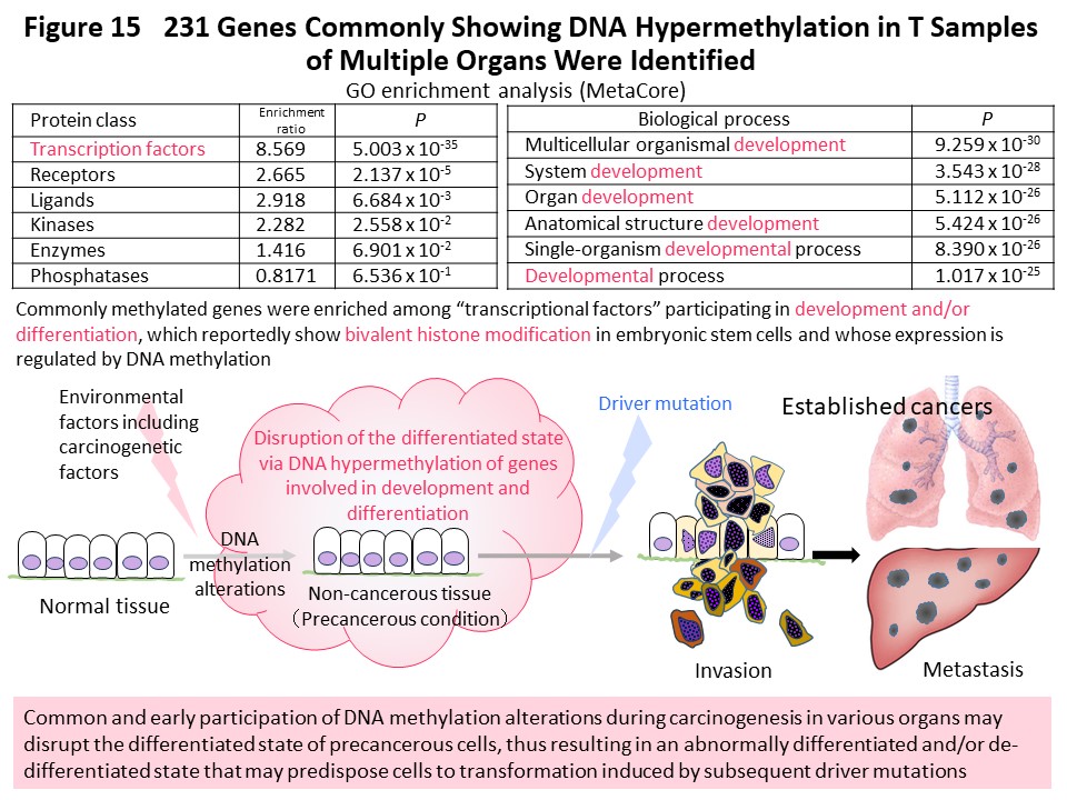 Figure 15 231 Genes Commonly Showing DNA Hypermethylation in T Samples of Multiple Organs Were Identified