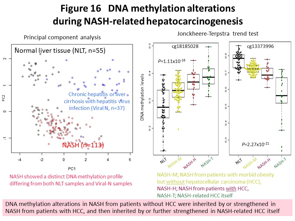 Figure 16 DNA methylation alterations during NASH-related hepatocarcinogenesis