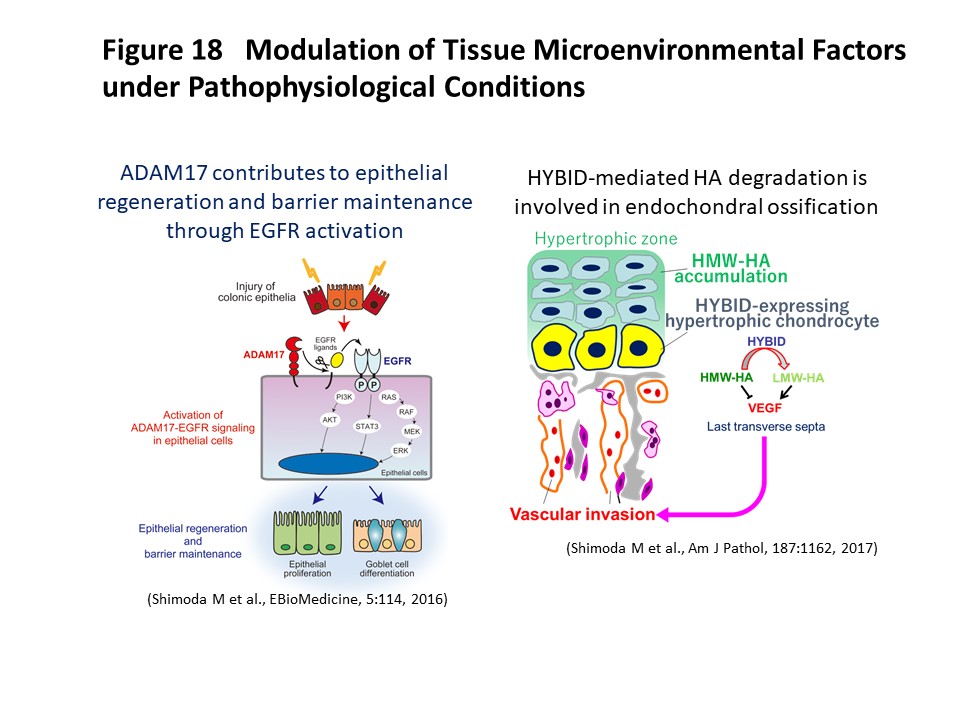 Figure 18 Modulation of Tissue Microenvironmental Factors under Pathophysiological Conditions