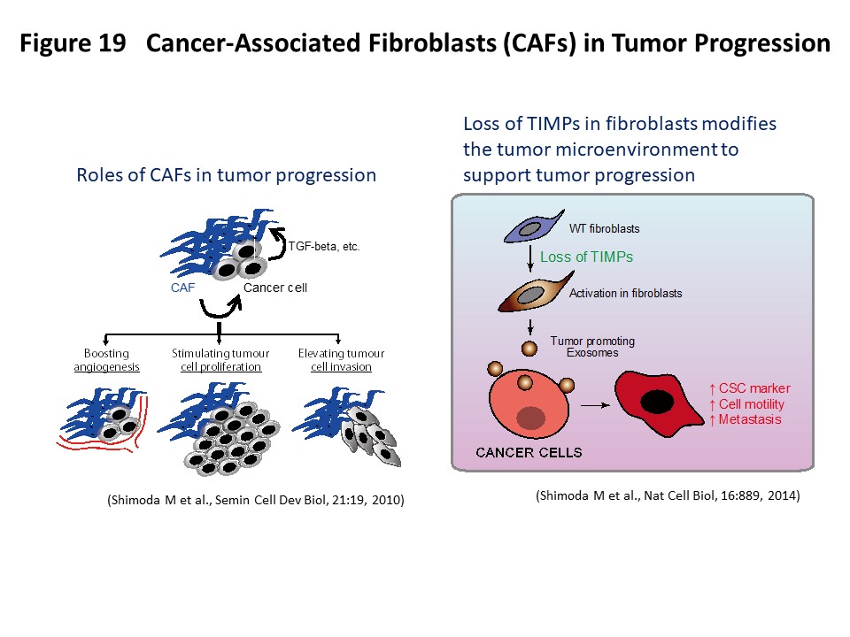 Figure 19 Cancer-Associated Fibroblasts (CAFs) in Tumor Progression